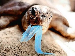 A Turtle Eating Plastic